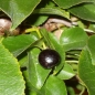 Preview: Prunus mahaleb, Steinweichsel, Frucht